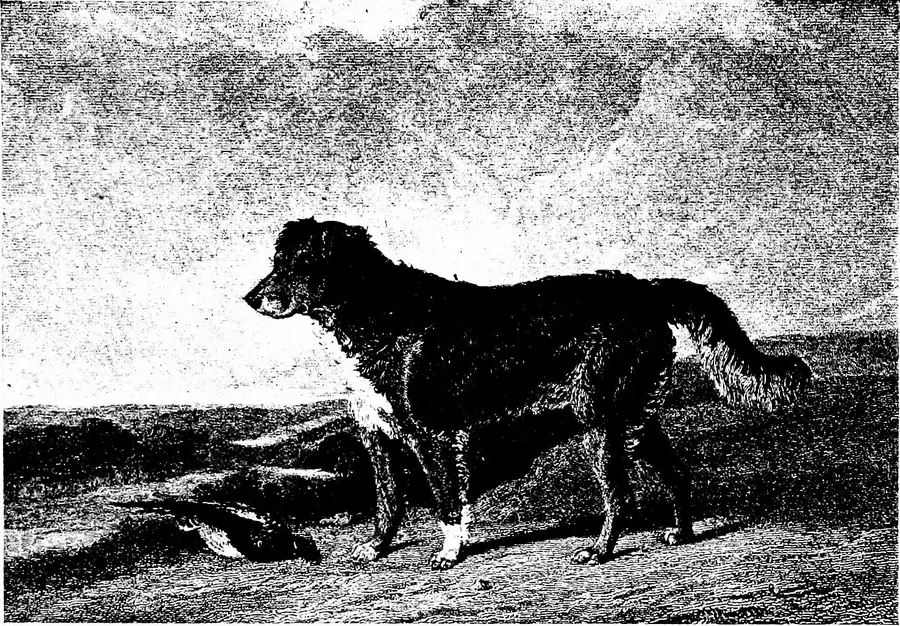 How Often Should You Brush A Dog With A Curly Coat? illustration 2