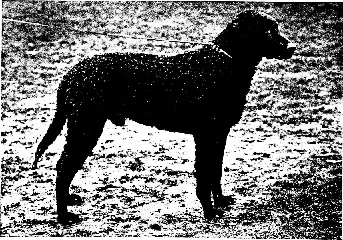 How Often Should You Brush A Dog With A Curly Coat? illustration 3