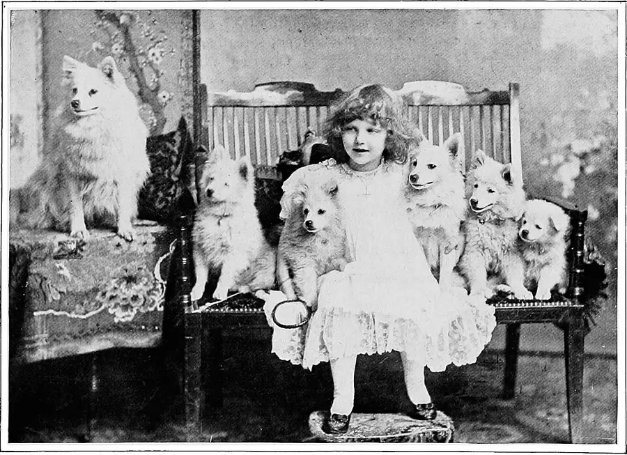 Owner checking a dog ear during grooming