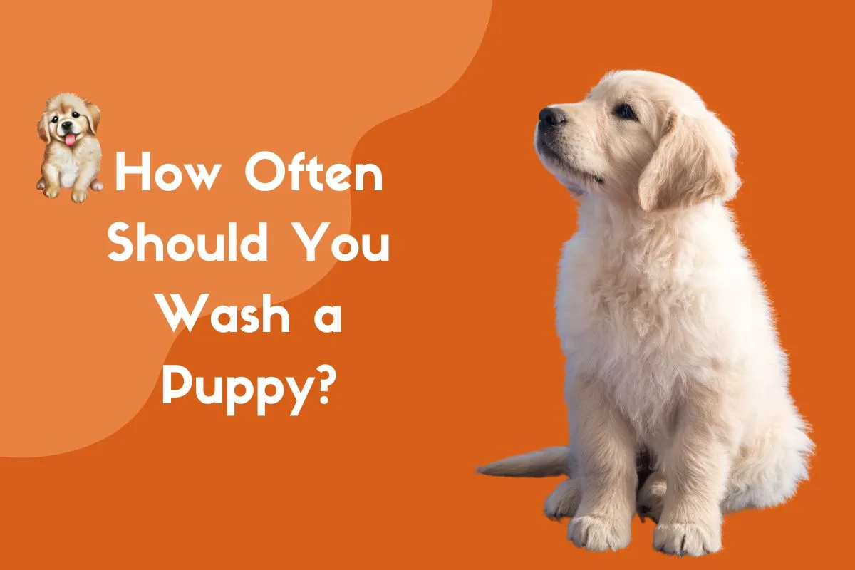 How Often Should You Wash a Puppy?