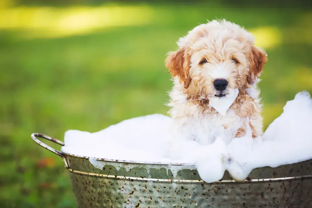 How Often Should You Wash a Puppy? A Simple Bath Schedule for New Owners