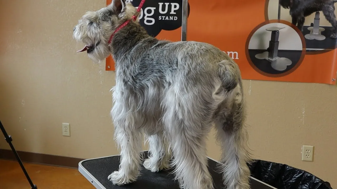 Should Schnauzers Be Groomed With Skirts?