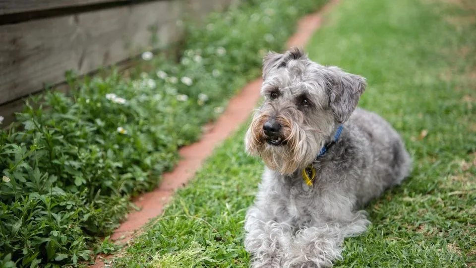 Should Schnauzers Be Groomed With Skirts?