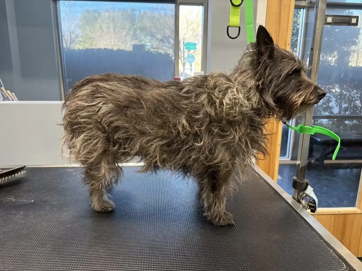 Should Schnauzers Be Groomed With Skirts?