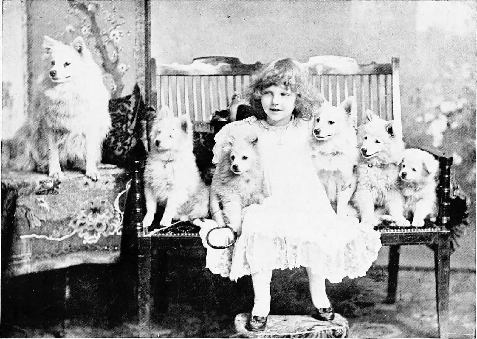 Should You Clean a Dog’s Ears Before or After a Bath?