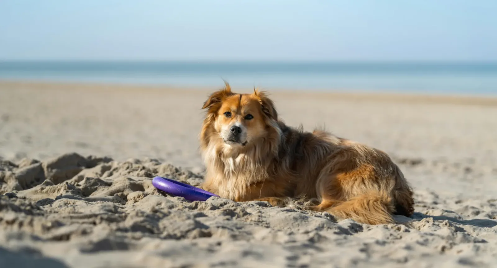 Should You Shave a Dog in the Summer?