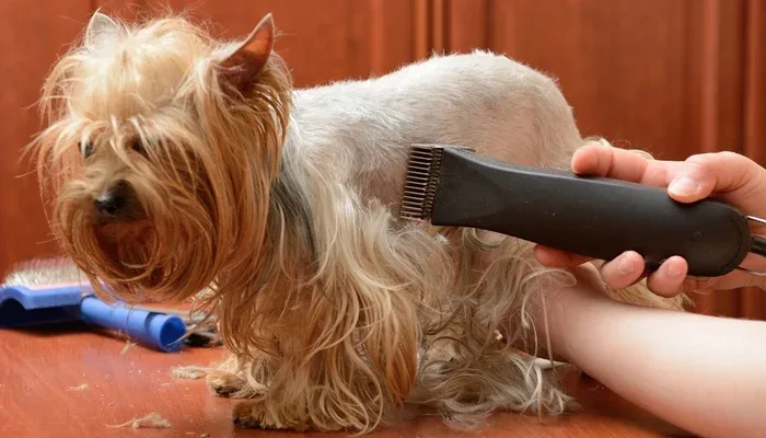 Should You Shave a Dog in the Summer?