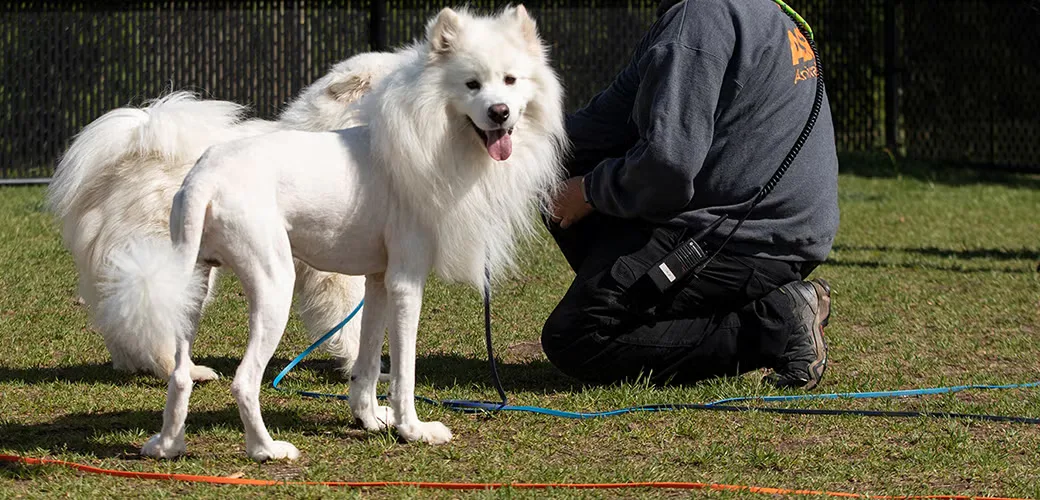Should You Shave a Dog in the Summer?