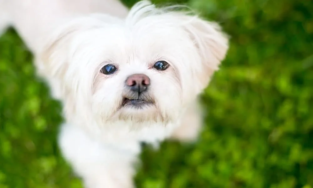 Should You Trim Hair Out of Your Dog's Eyes at Home?
