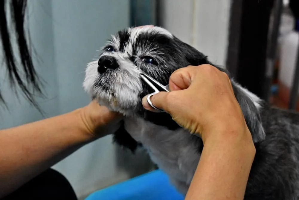 Should You Trim Hair Out of Your Dog's Eyes at Home?
