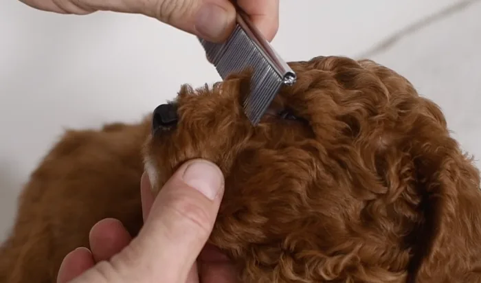 Should You Trim Hair Out of Your Dog's Eyes at Home?