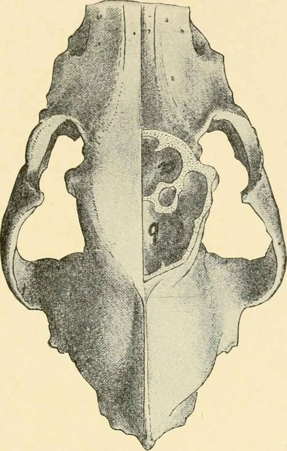 Should You Wipe A Dogs Paws?