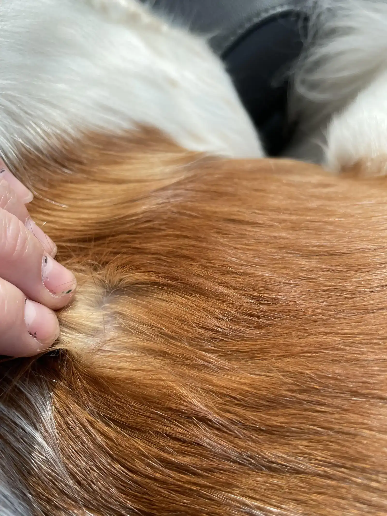 What Is a Broken Coat on a Dog?