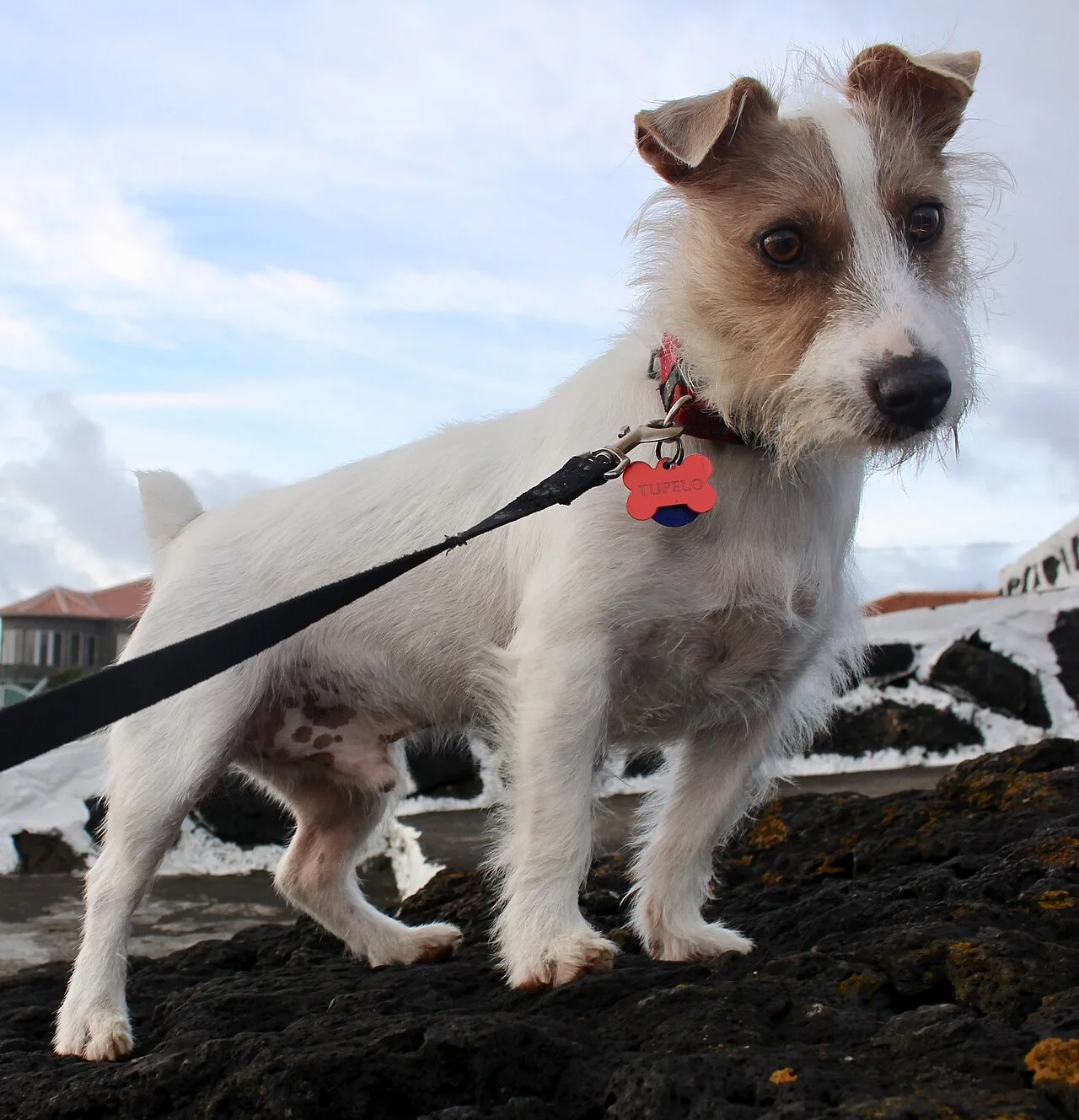 What Is a Broken Coat on a Dog? How to Identify It and Groom It Properly