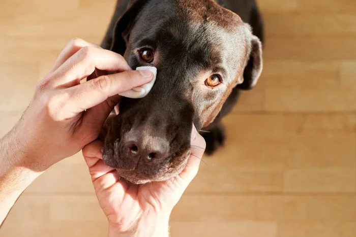 Why Does My Dog Get Eye Discharge Between Grooms?