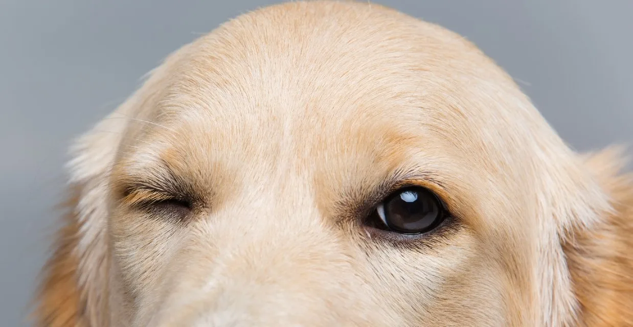 Why Does My Dog Get Eye Discharge Between Grooms?