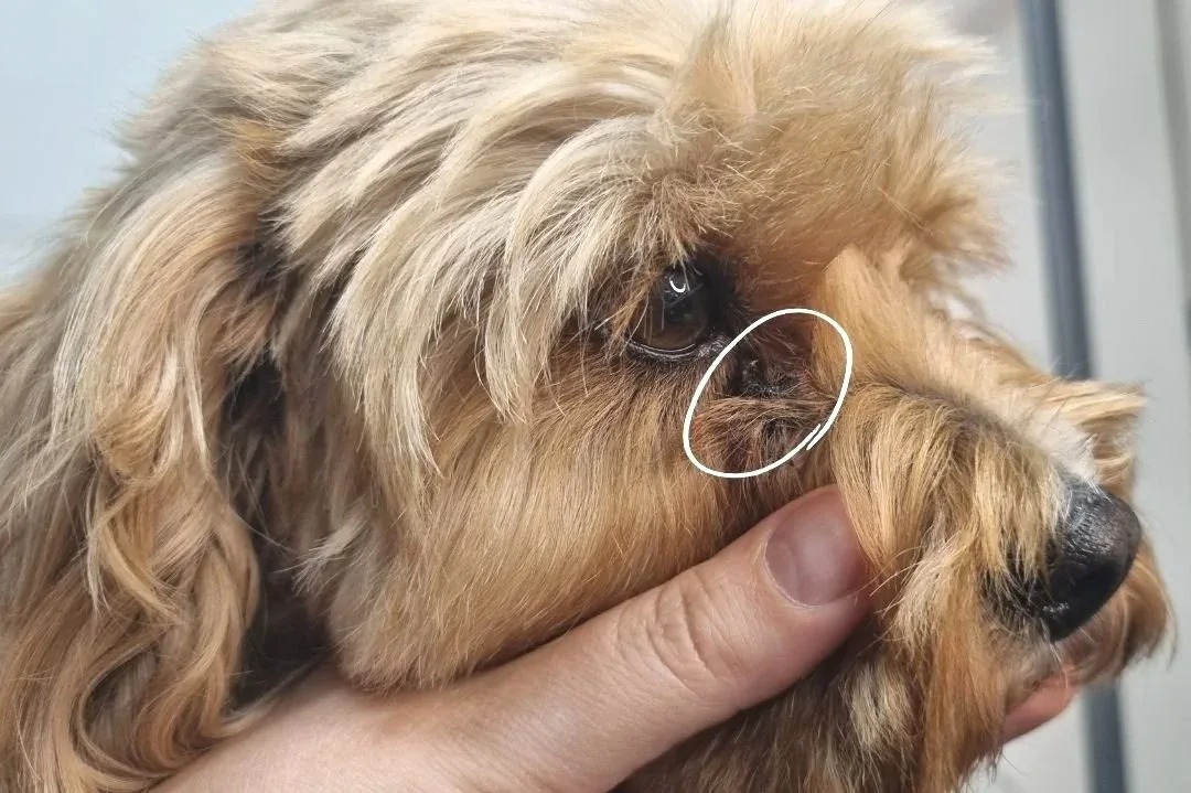 Why Does My Dog Get Eye Discharge Between Grooms?