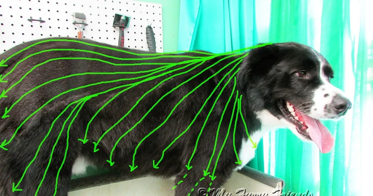 Why Does My Dog Have Clipper Marks After Grooming? Causes and Quick Fixes