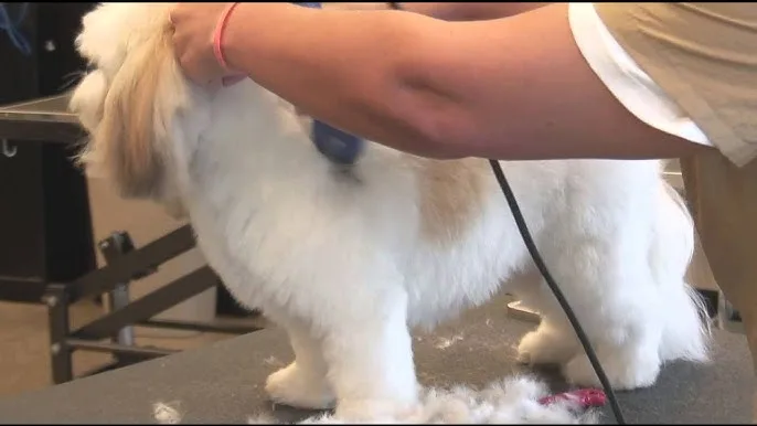 Why Does My Dog Have Clipper Marks After Grooming?