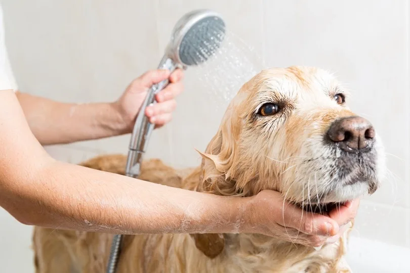 Why Does My Dog Still Smell Bad After a Bath?