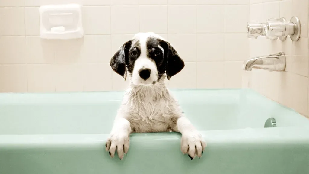 Why Does My Dog Still Smell Bad After a Bath?