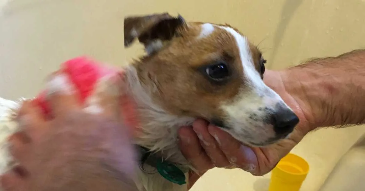 Why Does My Dog Still Smell Bad After a Bath?