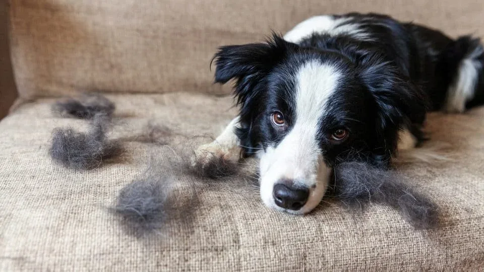 Why Is My Dog Shedding So Much?