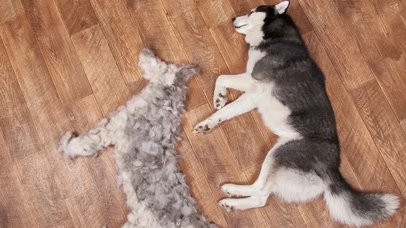 Why Is My Dog Shedding So Much?