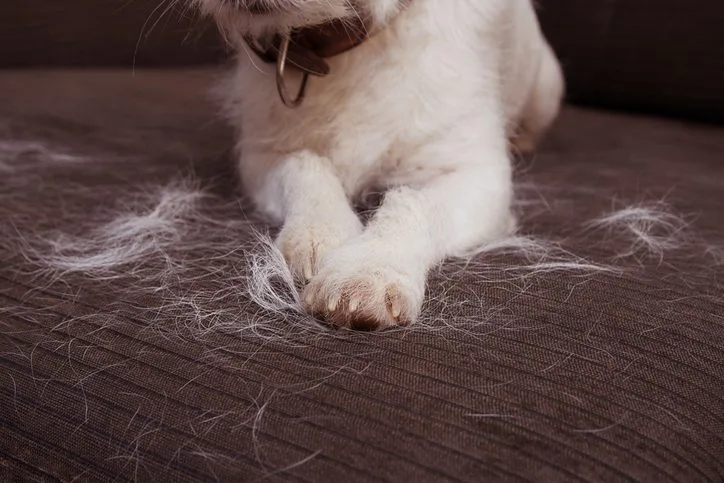 Why Is My Dog Shedding So Much?