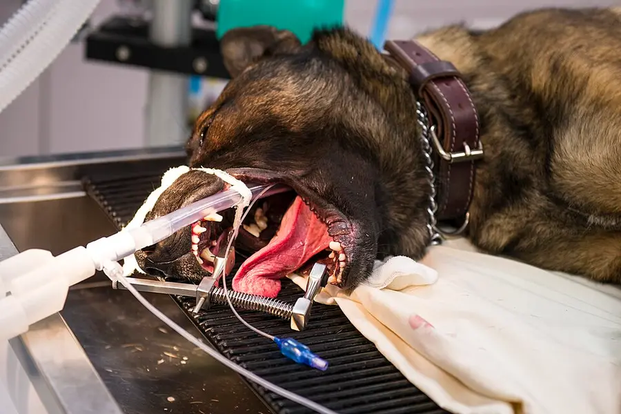 Dog Dental Care Guide
