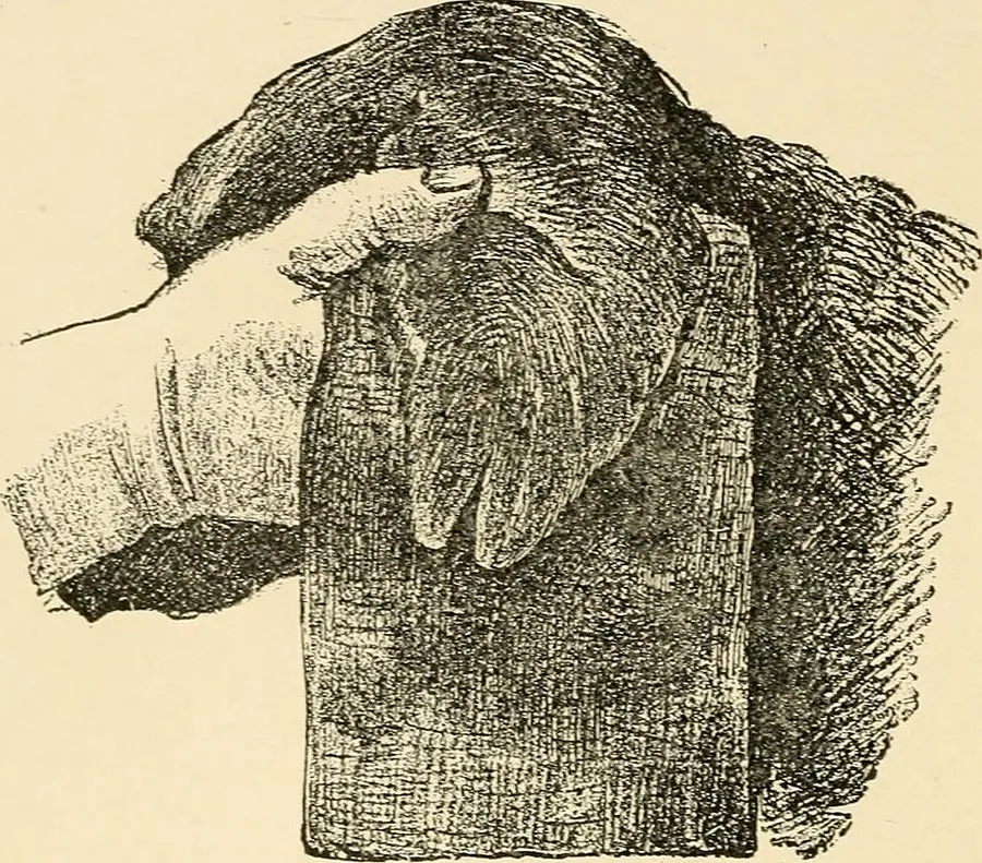 Dog Ear Cleaning Guide