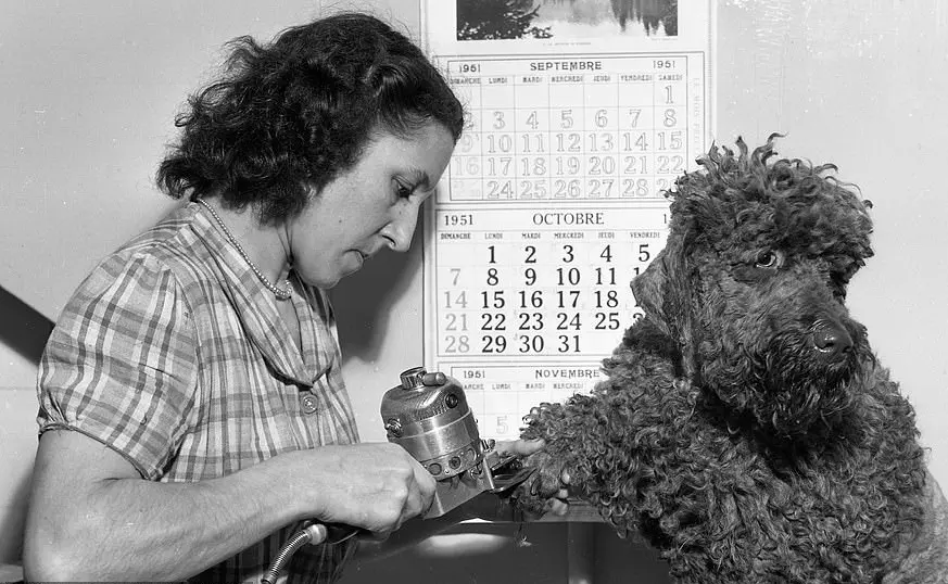 Dog receiving a close routine grooming check