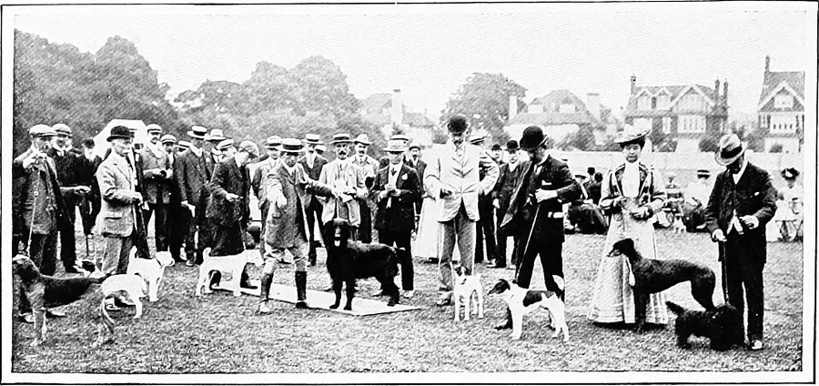 Dog Shedding Control Guide