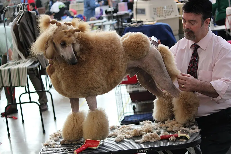 Dog being brushed during a calm grooming session